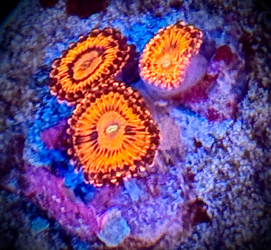 Charmander Zoas