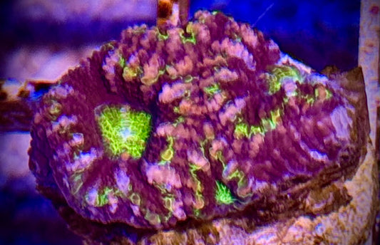 Alien Eye Acan