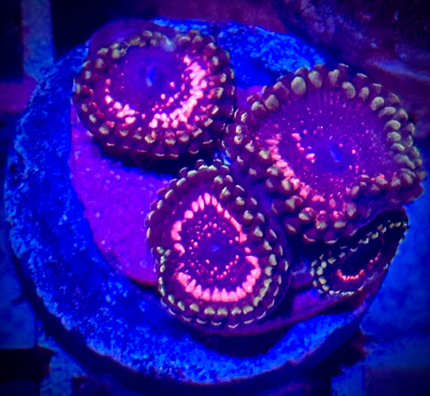 Pink Zipper Zoas