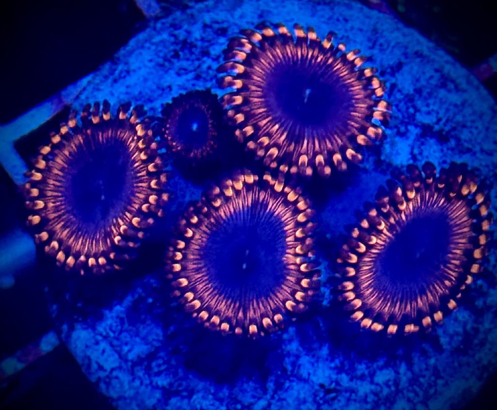 Black Hole Zoas