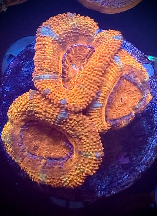 Tiger Stripe Acan