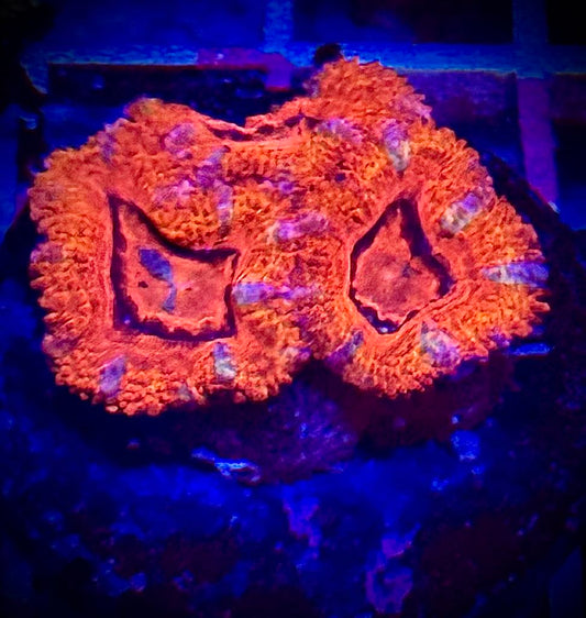 Ultra Acan