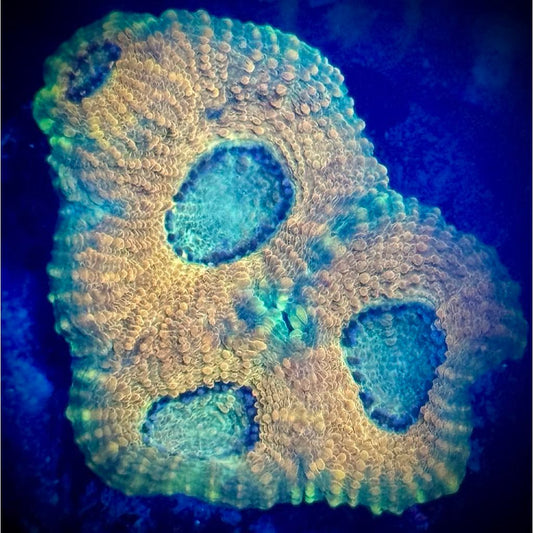 Acanthastrea echinata - Kraken City Corals