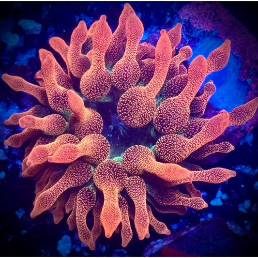 WWC Hawaiian Punch Anemone - Kraken City Corals