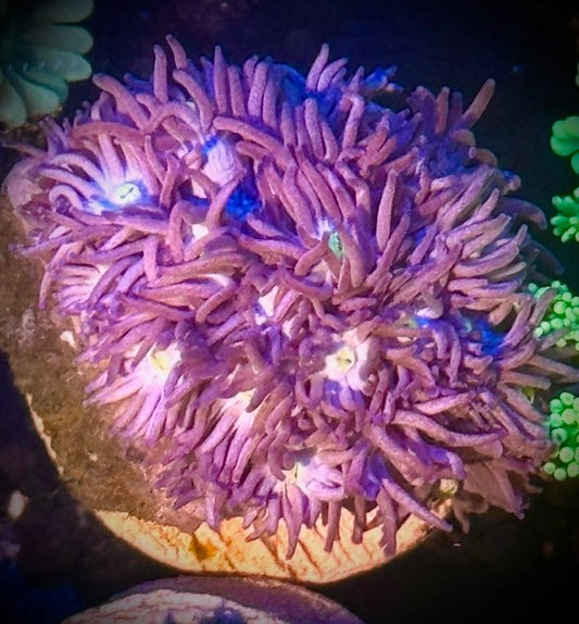 Very Berry Gonipora