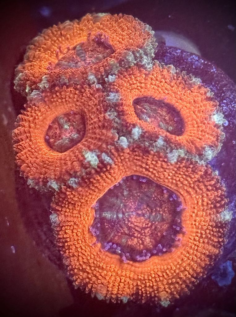 Blazing Fire Acan