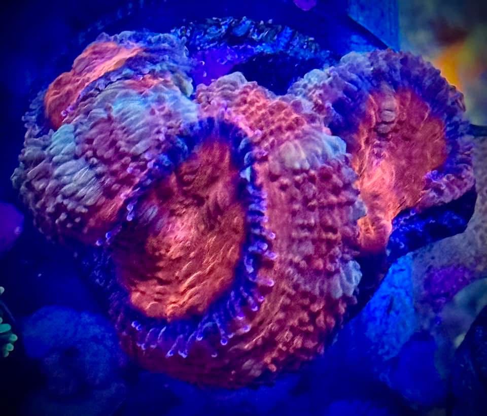 Red Center Acan