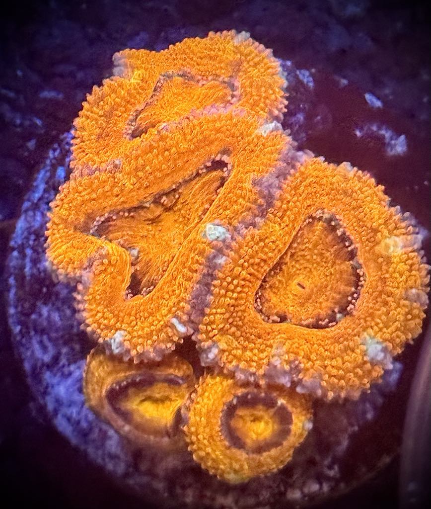 Orange Acan