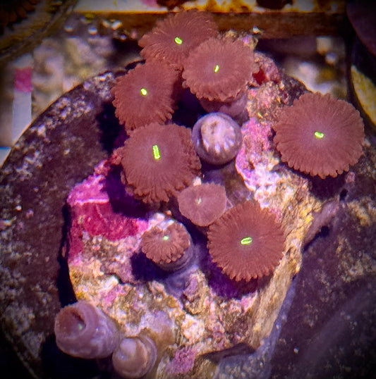 Red People Eater Zoas