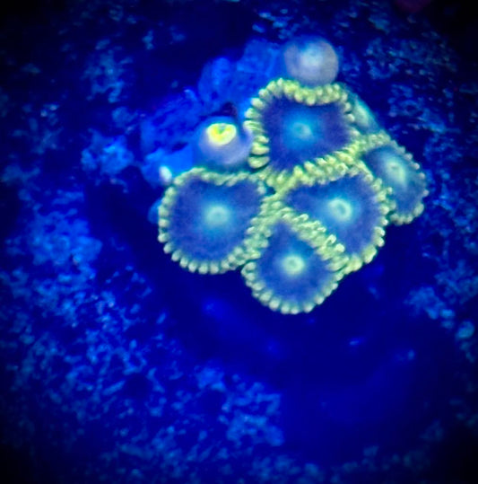 Radioactive Zoas