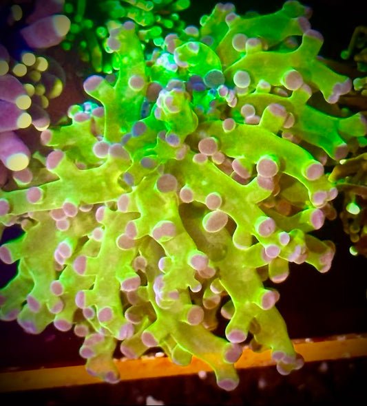 Electric Green Octospawn