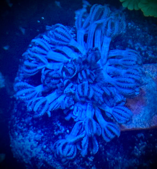 True Blue Pulsing Xenia