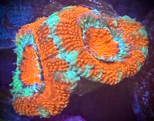 Teal Rim Acan