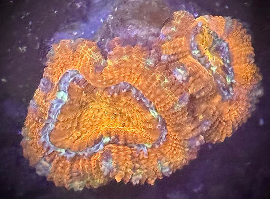 Tiger Stripe Acan